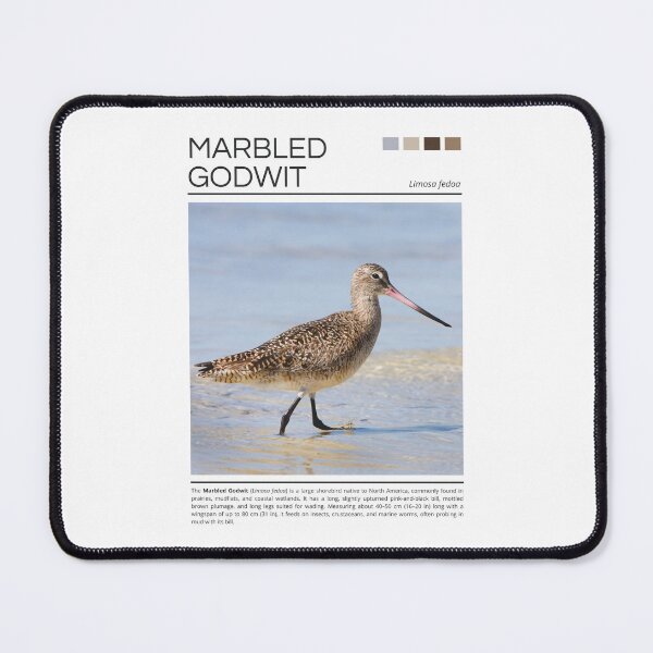 Item preview, Marbled Godwit designed and sold by StudioRedKoala.