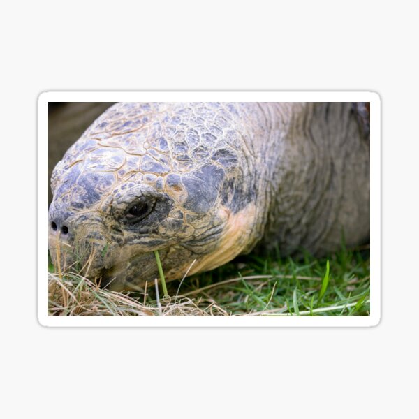Item preview, Close up of giant Galapagos turtle designed and sold by Photopat.