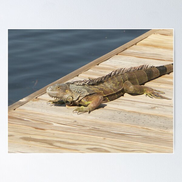 Item preview, Iguana Grande designed and sold by Bob Hardy.