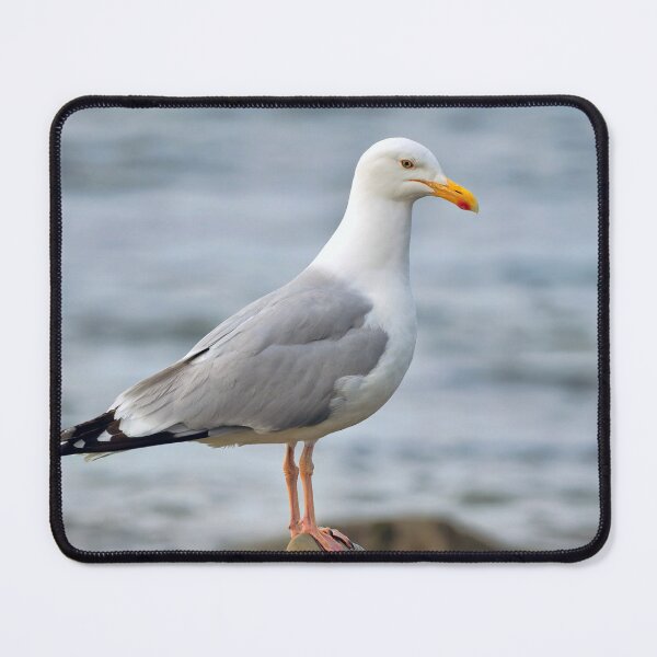 Item preview, Herring Gull Larus-argentatus Perched on a Rock designed and sold by Dorset Girl.