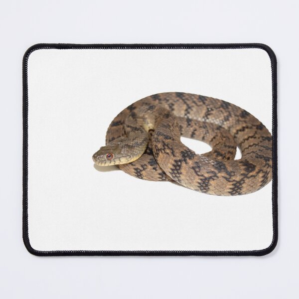 Item preview, Diamondback Watersnake (Nerodia rhombifer) designed and sold by wjneely.