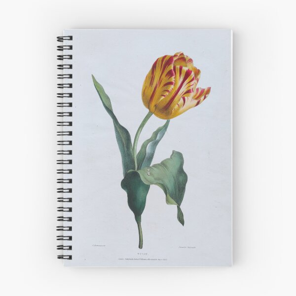 Item preview, Tulip (1822) designed and sold by 19th Century in Color.