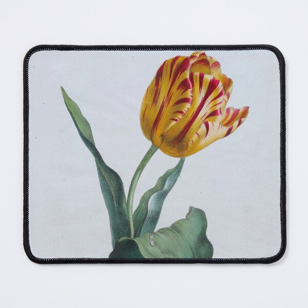 Item preview, Tulip (1822) designed and sold by 19th Century in Color.
