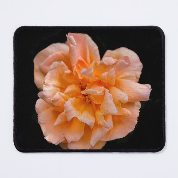 Item preview, Big colorful rose designed and sold by Photopat.