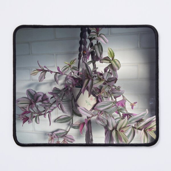 Item preview, Macrame Plant Hanger with Tradescantia designed and sold by Kate Anderson Art.