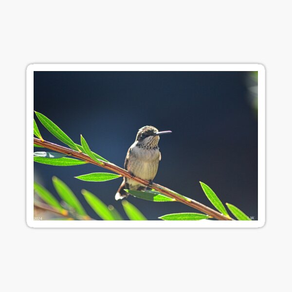Item preview, Beautiful Perched Hummingbird designed and sold by LisaWootenPhoto.