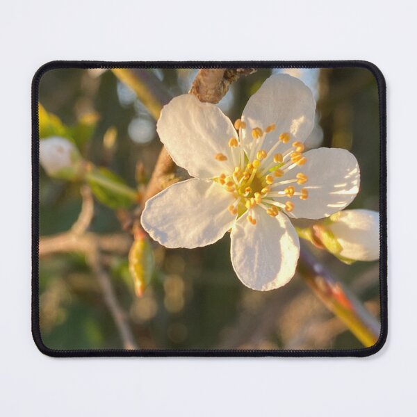 Item preview, Apple Blossom, Deene Park, Brudenell Estates designed and sold by Kate Anderson Art.
