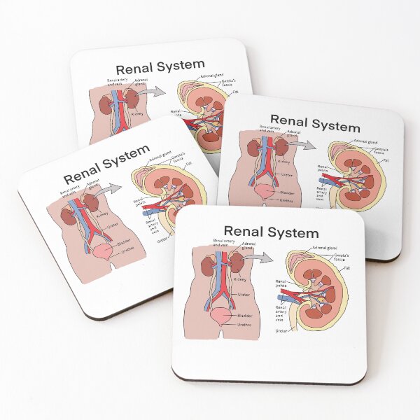 Item preview, Renal system designed and sold by daisykelly1.