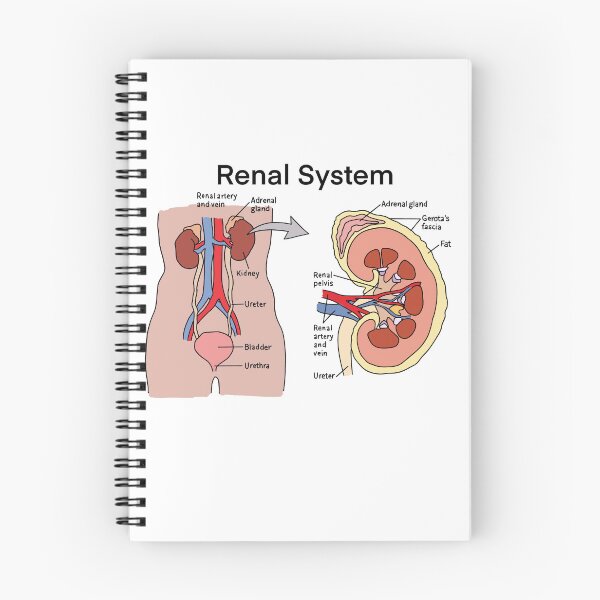 Item preview, Renal system designed and sold by daisykelly1.