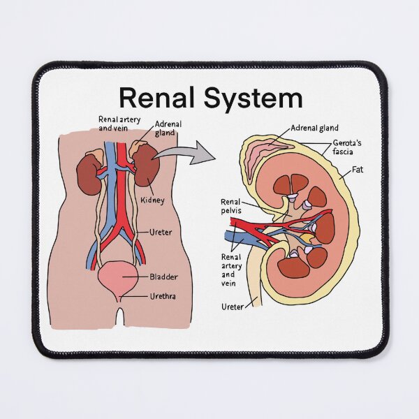 Item preview, Renal system designed and sold by daisykelly1.