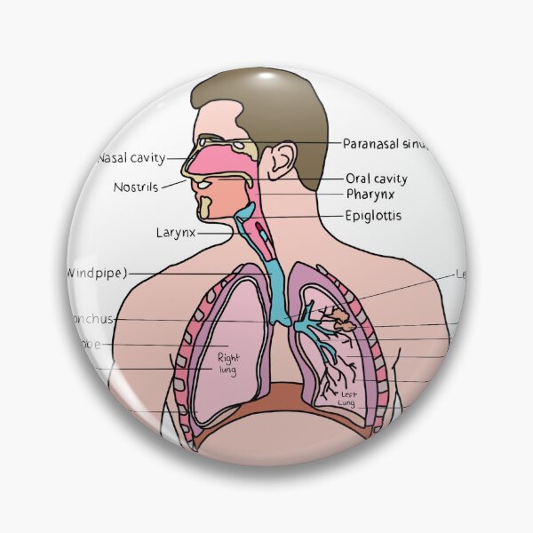 Item preview, Respiratory system designed and sold by daisykelly1.