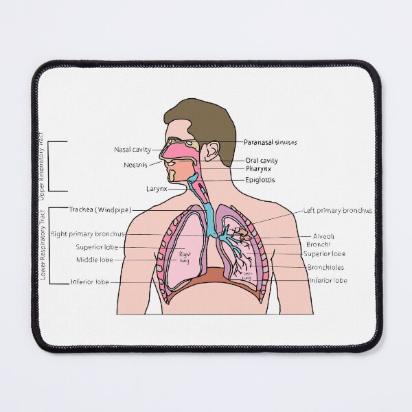 Item preview, Respiratory system designed and sold by daisykelly1.