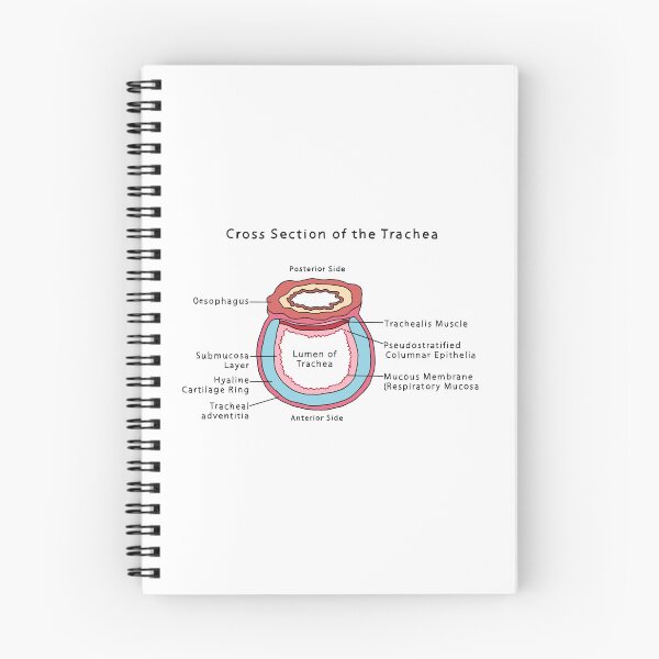 Item preview, Trachea cross section designed and sold by daisykelly1.