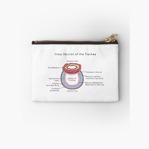 Item preview, Trachea cross section designed and sold by daisykelly1.
