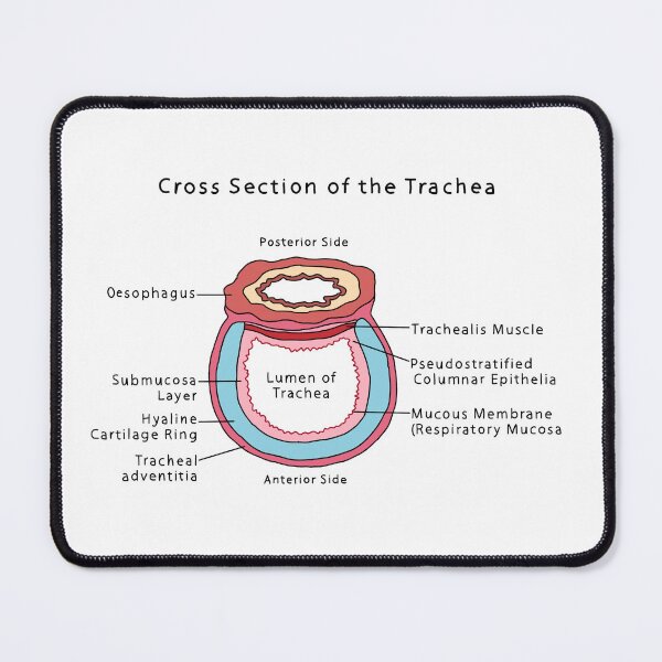 Item preview, Trachea cross section designed and sold by daisykelly1.