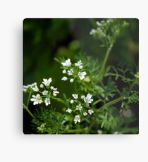 Coriander Metal Print