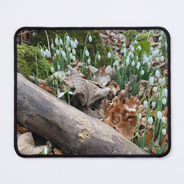 Item preview, Snowdrops at Deene Park, Brudenell Estate, Northamptonshire, UK designed and sold by Kate Anderson Art.