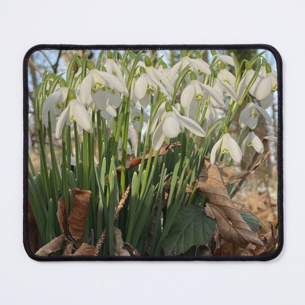 Item preview, Snowdrops at Deene Park, Brudenell Estate, Northamptonshire, UK designed and sold by Kate Anderson Art.