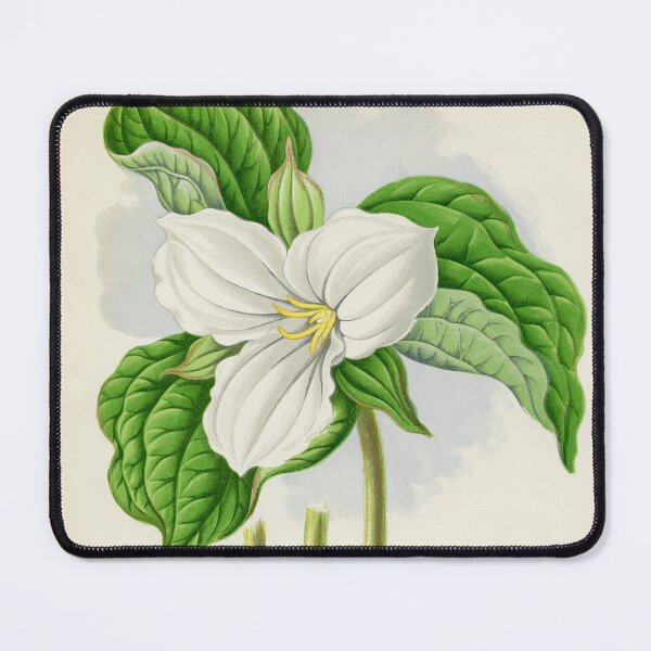Item preview, Vintage Trillium Grandiflorum Plant Print designed and sold by Bruiserstang.