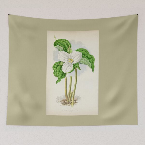 Item preview, Vintage Trillium Grandiflorum Plant Print designed and sold by Bruiserstang.