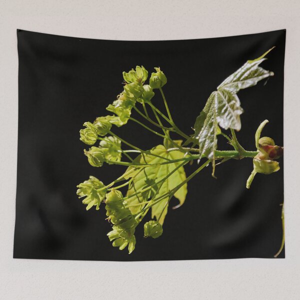 Item preview, Sun and shadow. Norway maple bw designed and sold by Jouko Lehto Photography.