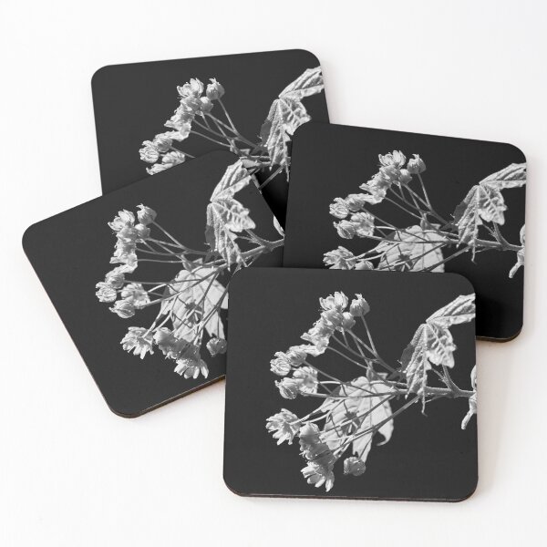 Item preview, Sun and shadow. Norway maple bw designed and sold by Jouko Lehto Photography.