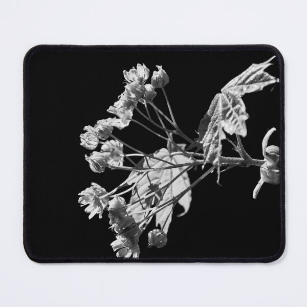 Item preview, Sun and shadow. Norway maple bw designed and sold by Jouko Lehto Photography.