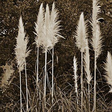 Artwork thumbnail, Toi Toi Grass in Sepia by Jen Waltmon