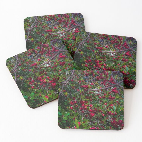 Item preview, Red berries tunneling into light designed and sold by Shot-byjade.