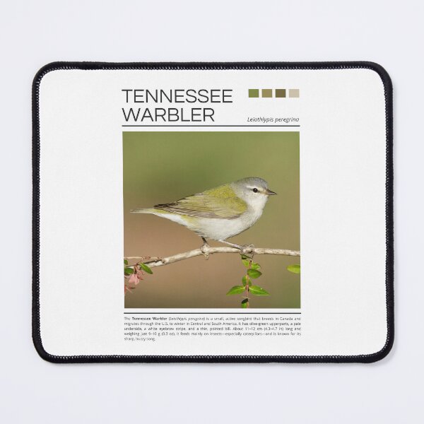 Item preview, Tennessee Warbler designed and sold by StudioRedKoala.