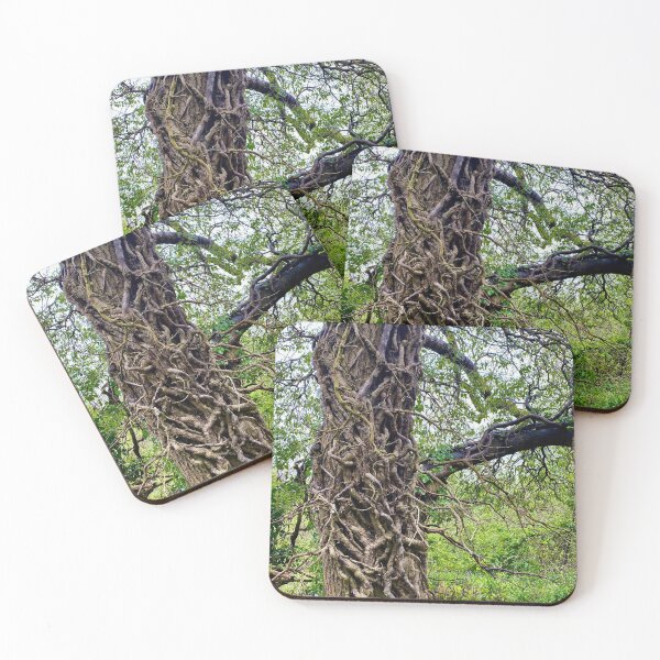 Item preview, Ivy on Tree Trunk, Old Sulehay Forest, Northamptonshire designed and sold by Kate Anderson Art.