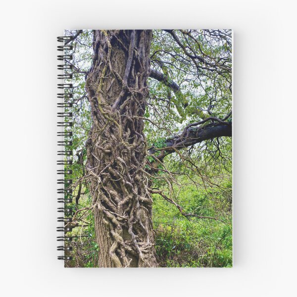 Item preview, Ivy on Tree Trunk, Old Sulehay Forest, Northamptonshire designed and sold by Kate Anderson Art.