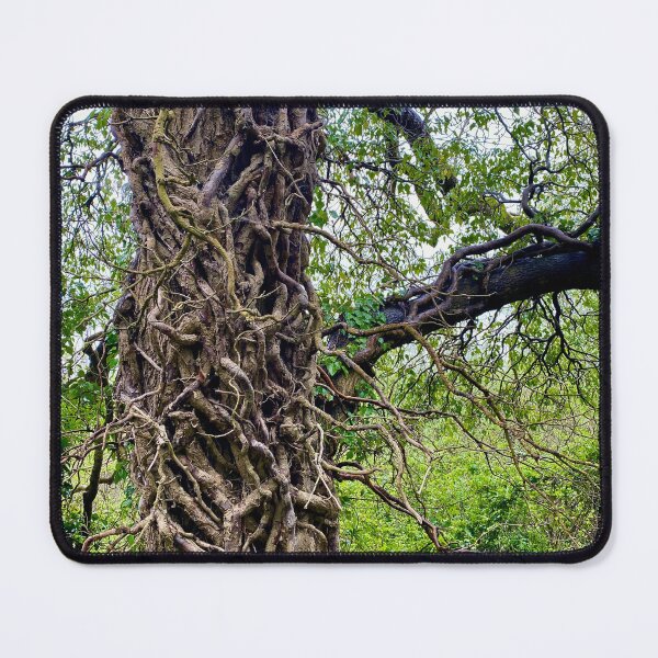 Item preview, Ivy on Tree Trunk, Old Sulehay Forest, Northamptonshire designed and sold by Kate Anderson Art.