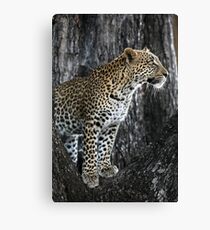 Leopard in a tree Canvas Print