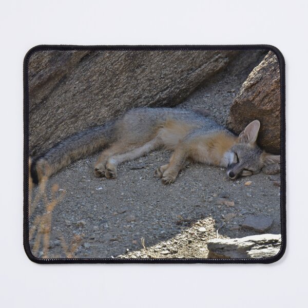 Item preview, A napping desert fox designed and sold by Scott Collins.