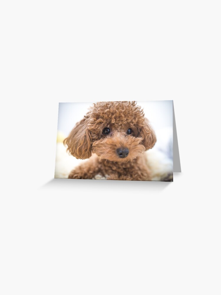 Curly Haired Toy Poodle Greeting Card