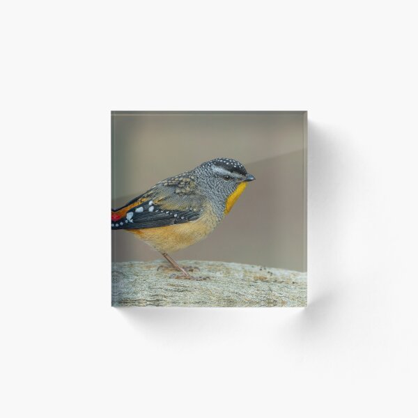Item preview, Pardalote moteado macho designed and sold by Nick Vertsonis.