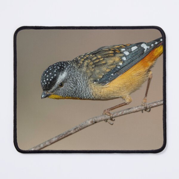 Item preview, Male Spotted Pardalote designed and sold by Nick Vertsonis.