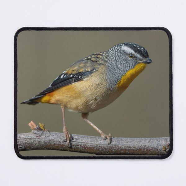 Item preview, Male Spotted Pardalote designed and sold by Nick Vertsonis.