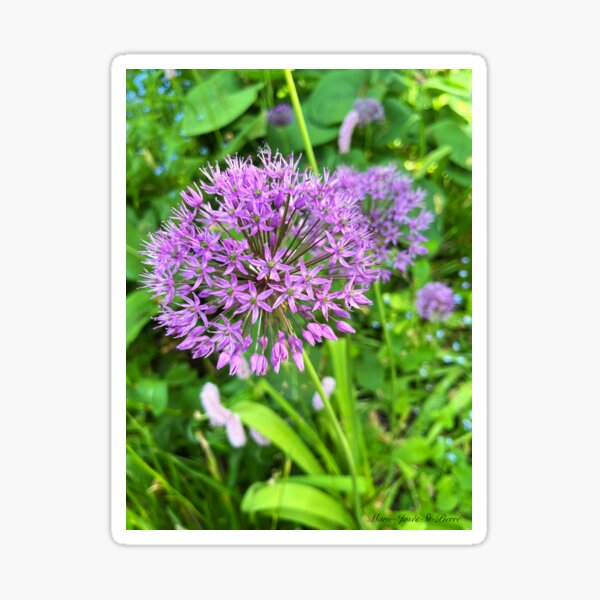 Aperçu de l'œuvre Allium Beauty créée et vendue par Lana Magnolia.