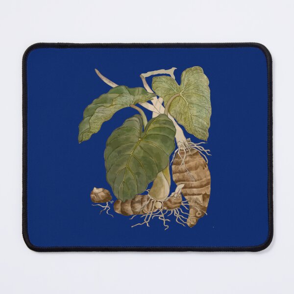 Item preview, Taro Botanical Vector Illustration designed and sold by taiche.