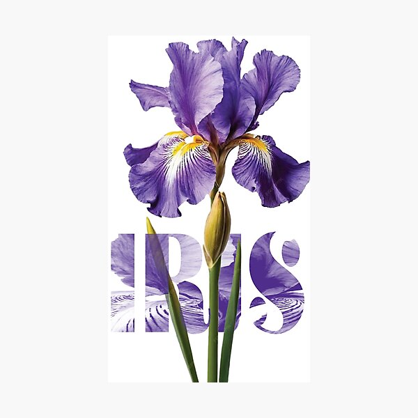 Aperçu de l'œuvre Iris Graphic créée et vendue par PurpleDingo.