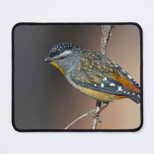Item preview, Male Spotted Pardalote designed and sold by Nick Vertsonis.
