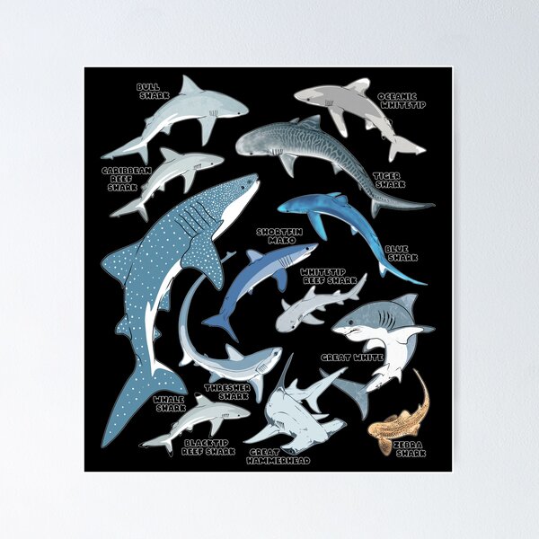 Item preview, Tiger shark blue shark whale shark hammerhead mako shark designed and sold by NicGrayGraphic.