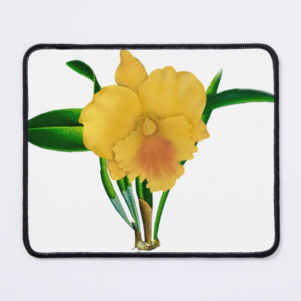 Artikelvorschau, Cattleya-Orchidee: Ein goldener Glanz des inneren Friedens entworfen und verkauft von Wednesday Art design .