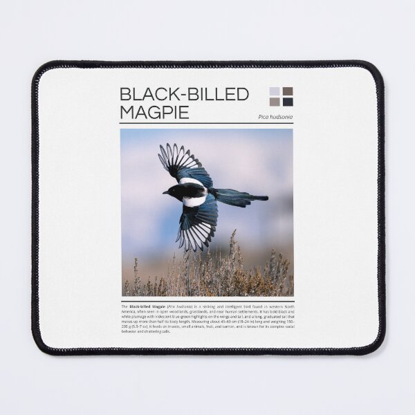 Item preview, Black-billed Magpie designed and sold by StudioRedKoala.