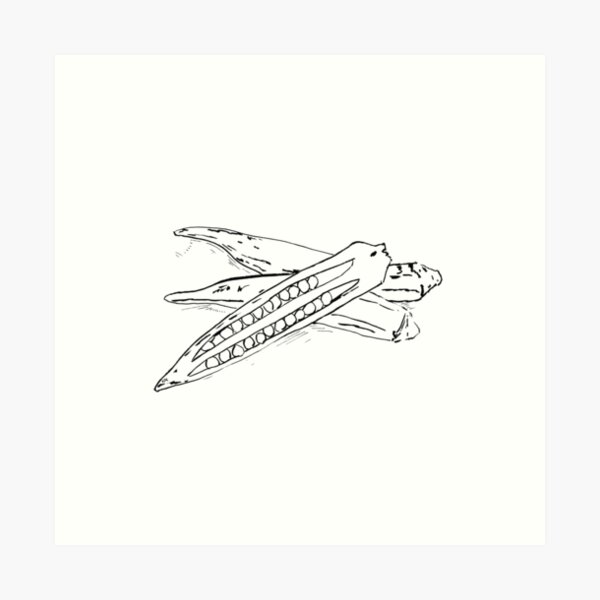 okra BW Art Print