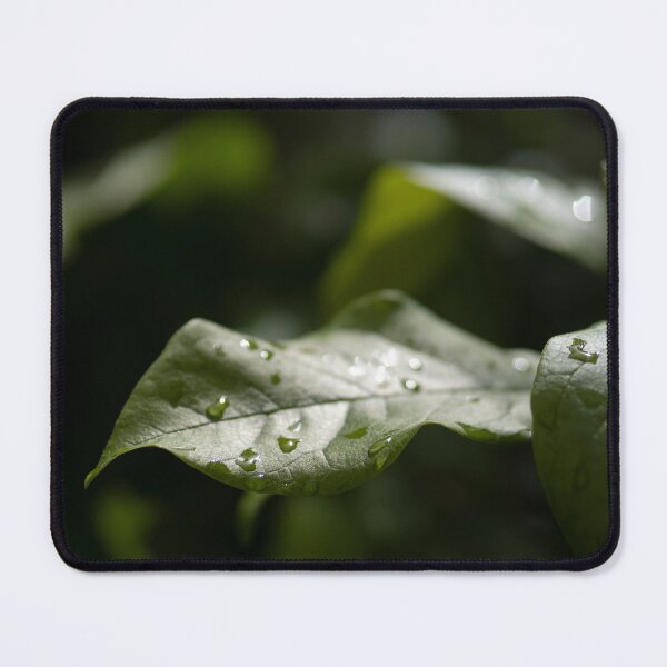 Item preview, Raindrops on green plant designed and sold by RenataPhoto.