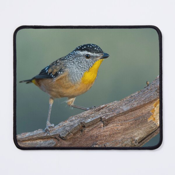 Item preview, Male Spotted Pardalote designed and sold by Nick Vertsonis.
