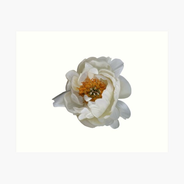 Item preview, White Peony designed and sold by Wondersofwhimsy.